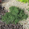 Cotoneaster dammeri 'Evergreen' - Dammeri tuhkpuu 'Evergreen' C2/2L